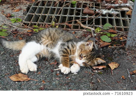 A very cute stray cat kitten relaxing in the parking lot A very cute stray cat kitten relaxing in the parking lot 71610923