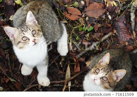 Cute stray cat brothers looking up Cute stray cat brothers looking up 71611509