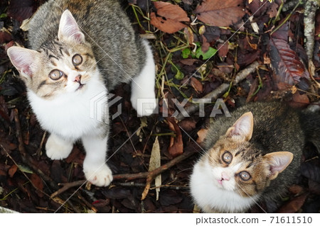 Cute stray cat brothers looking up Cute stray cat brothers looking up 71611510