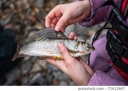 A fisherman holds a grayling fish in his hand. 71612667