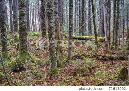 forest textured background of trees and land in early spring with sunshine - vintage green look 71613002
