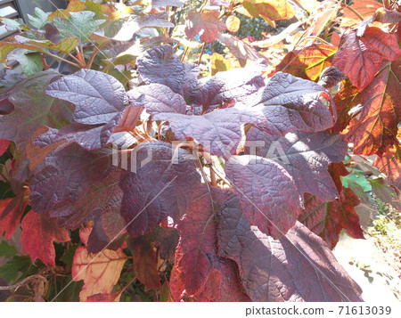 Autumn leaves of Oakleaf Hydrangea Autumn leaves of Oakleaf Hydrangea 71613039