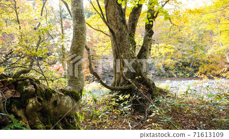 Stone hugging beech and Quercus crispula Akita, Akita Prefecture 71613109