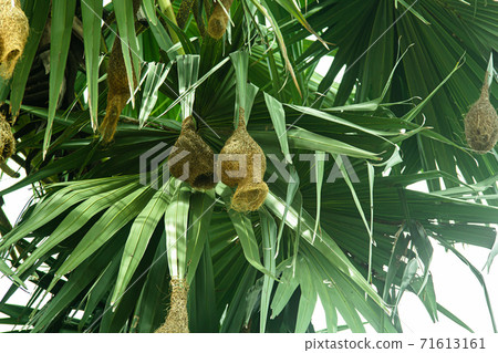 Nests of a baya weaver colony Nests of a baya weaver colony 71613161