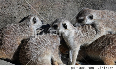 Meerkat frolicking Meerkat frolicking 71613436
