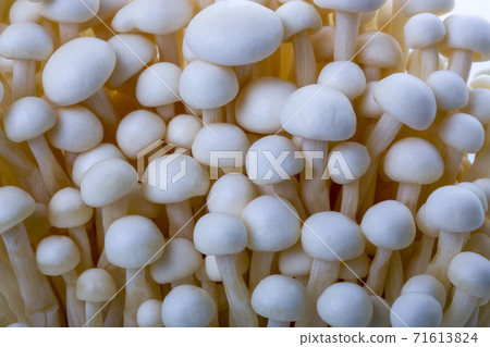 Harvest Edible Enokitake Mushroom Close Up 71613824