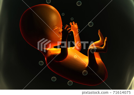 human fetus. human fetus. 71614075