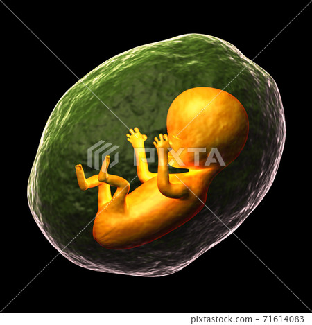 human fetus. human fetus. 71614083