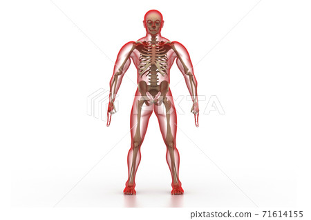X-ray illustration of human body and skeleton. X-ray illustration of human body and skeleton. 71614155