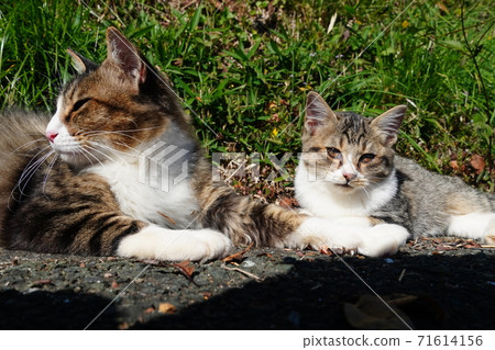 Parent and child of stray cats relaxing Parent and child of stray cats relaxing 71614156