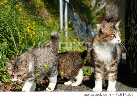 Parent and child of stray cats relaxing Parent and child of stray cats relaxing 71614165
