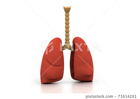 Human lungs. 71614281