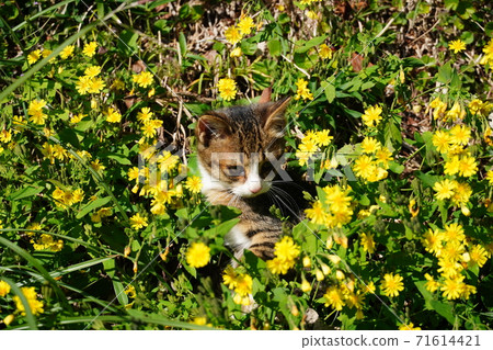 A cute stray cat kitten surrounded by yellow florets 71614421