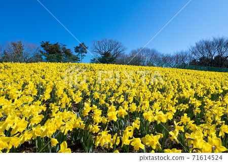 Daffodil flowers Daffodil flowers 71614524