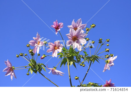 達里亞皇帝盛開 達里亞皇帝盛開 71614854