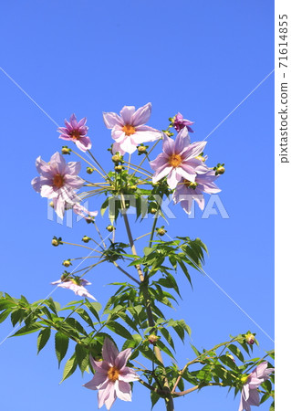 Emperor Dahlia in full bloom 71614855