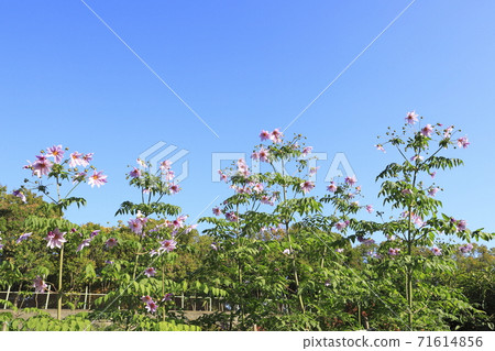 Emperor Dahlia in full bloom 71614856