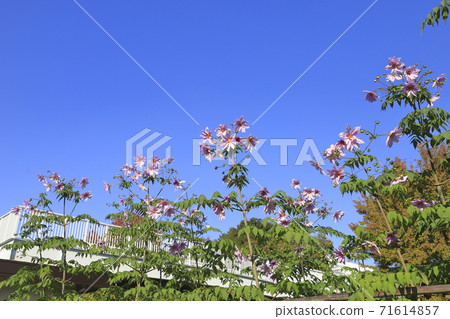 Emperor Dahlia in full bloom 71614857