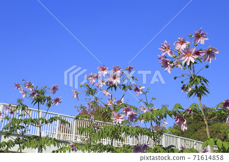 Emperor Dahlia in full bloom 71614858