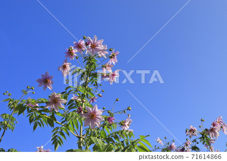 Emperor Dahlia in full bloom 71614866