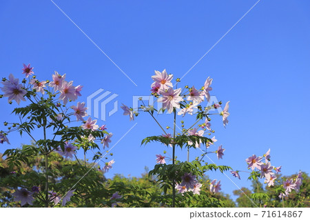 Emperor Dahlia in full bloom 71614867