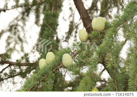 Cedar sphere 71614875