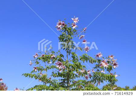 達里亞皇帝盛開 71614929