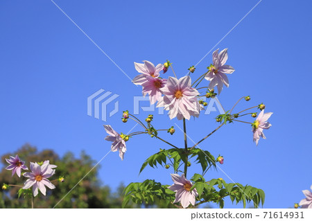 達里亞皇帝盛開 71614931