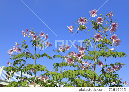 Emperor Dahlia in full bloom 71614935
