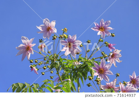 Emperor Dahlia in full bloom Emperor Dahlia in full bloom 71614937