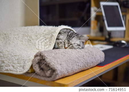 Cat and desk work 71614951