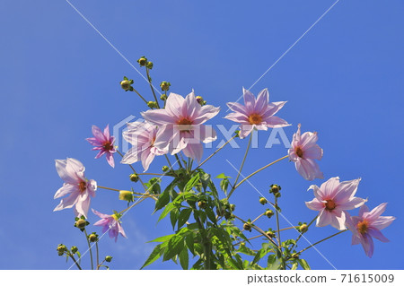 達里亞皇帝盛開 達里亞皇帝盛開 71615009