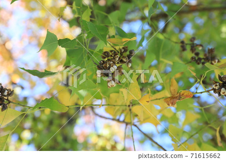 Nankinhase Nankinhase 71615662