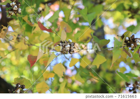 中國烏桕 71615663