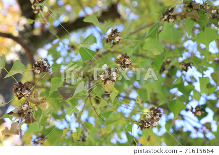 中國烏桕 71615664