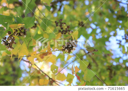 中國烏桕 71615665