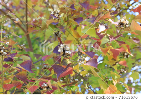 Nankinhase Nankinhase 71615676