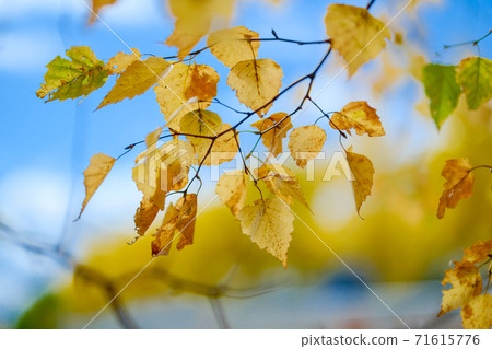 Autumn white birch 71615776
