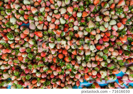 Fresh strawberry fruit harvest from farm 71616030