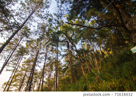 Tropical teak forest uprisen view 71616032