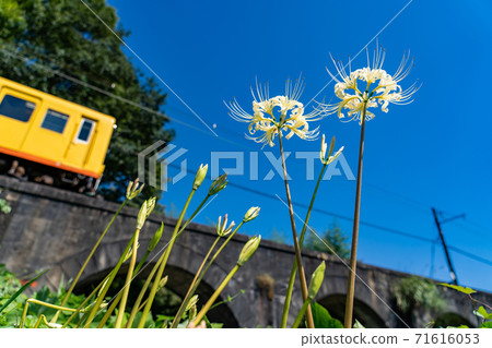 三重縣稻部市北星線眼鏡橋上的黃色火車和白色Higanbana 三重縣稻部市北星線眼鏡橋上的黃色火車和白色Higanbana 71616053