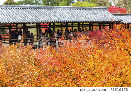 秋天的東福寺秋葉京都京都東山區 秋天的東福寺秋葉京都京都東山區 71616178