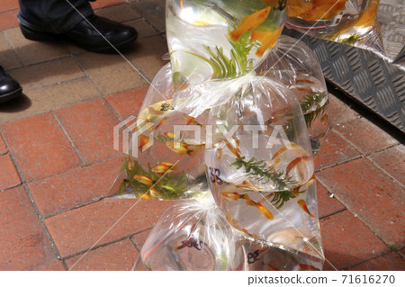 香港Tsukinai(香港)用帶氧氣的塑料袋出售熱帶魚 香港Tsukinai(香港)用帶氧氣的塑料袋出售熱帶魚 71616270