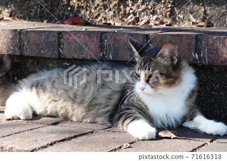 Kijitora white cat relaxing on the stairs 71616318