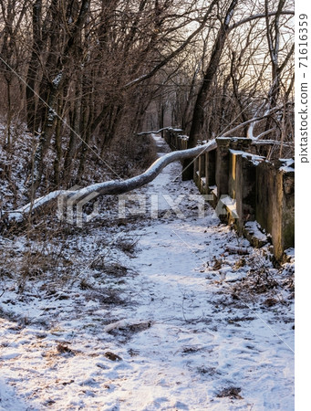 Arboretum in Kamianets-Podilskyi, Ukraine 71616359