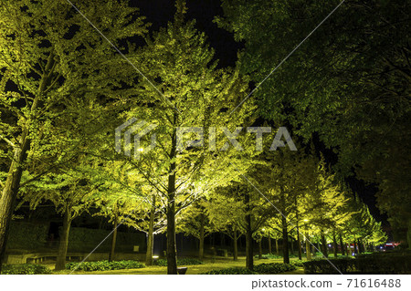一排排的銀杏樹照亮了福島縣福島市的體育公園 71616488