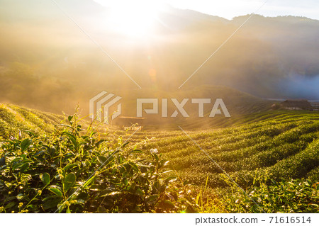 Tea plantation field morning sun rise golden light Tea plantation field morning sun rise golden light 71616514