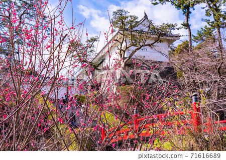 [Kanagawa Prefecture] Odawara Castle Plum Season 71616689