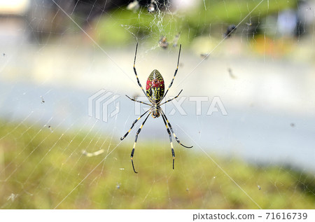 Nephila spider 71616739