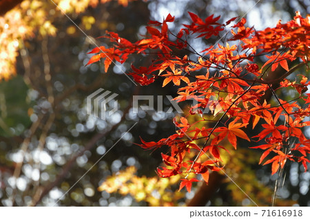 Autumn leaves Autumn leaves 71616918